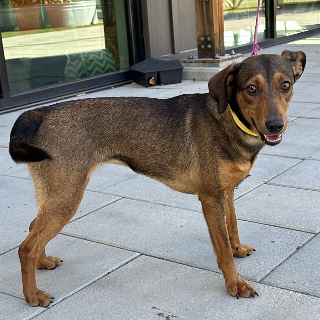 Belle, an adoptable Mixed Breed in Hailey, ID, 83333 | Photo Image 6