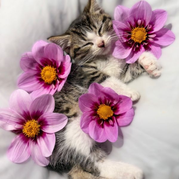 Pot Sticker thumbnail 2