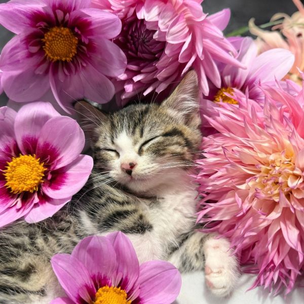 Pot Sticker thumbnail 3