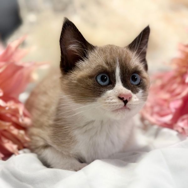 Kung Pao thumbnail 2