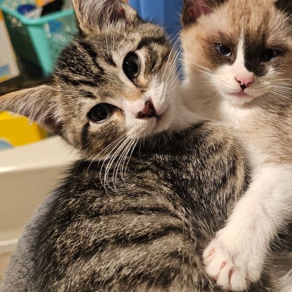 General Tso thumbnail 2