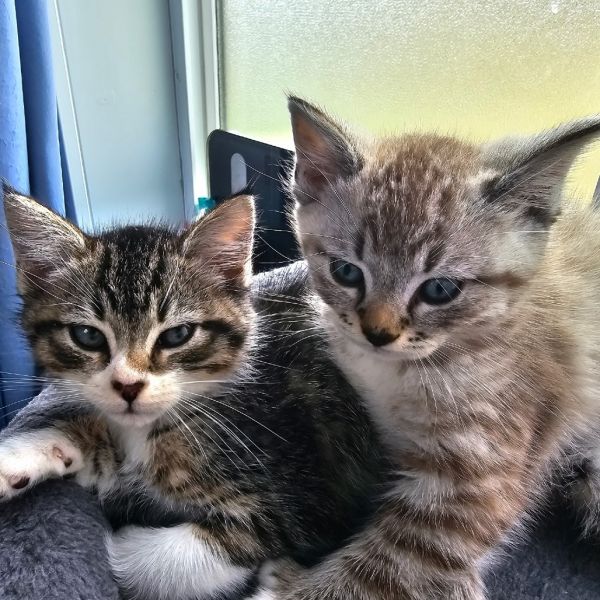 General Tso thumbnail 3