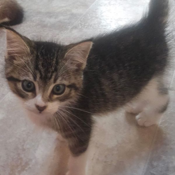 General Tso thumbnail 4