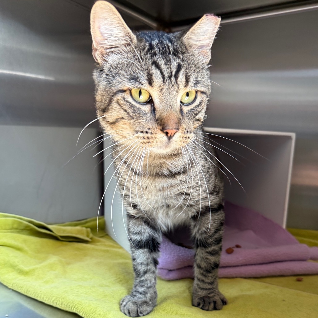 Lionel is at Petsmart GJ
