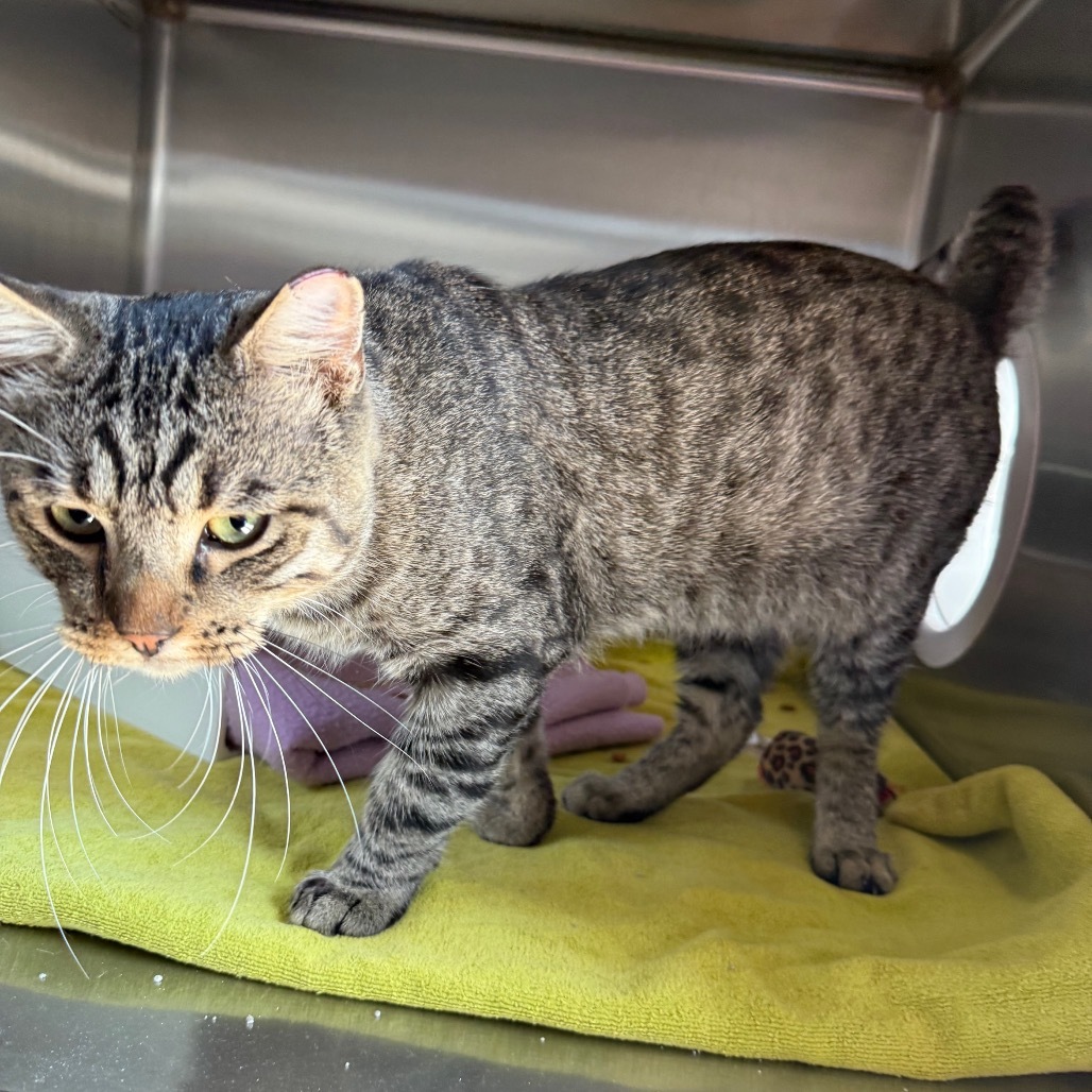 Lionel is at Petsmart GJ