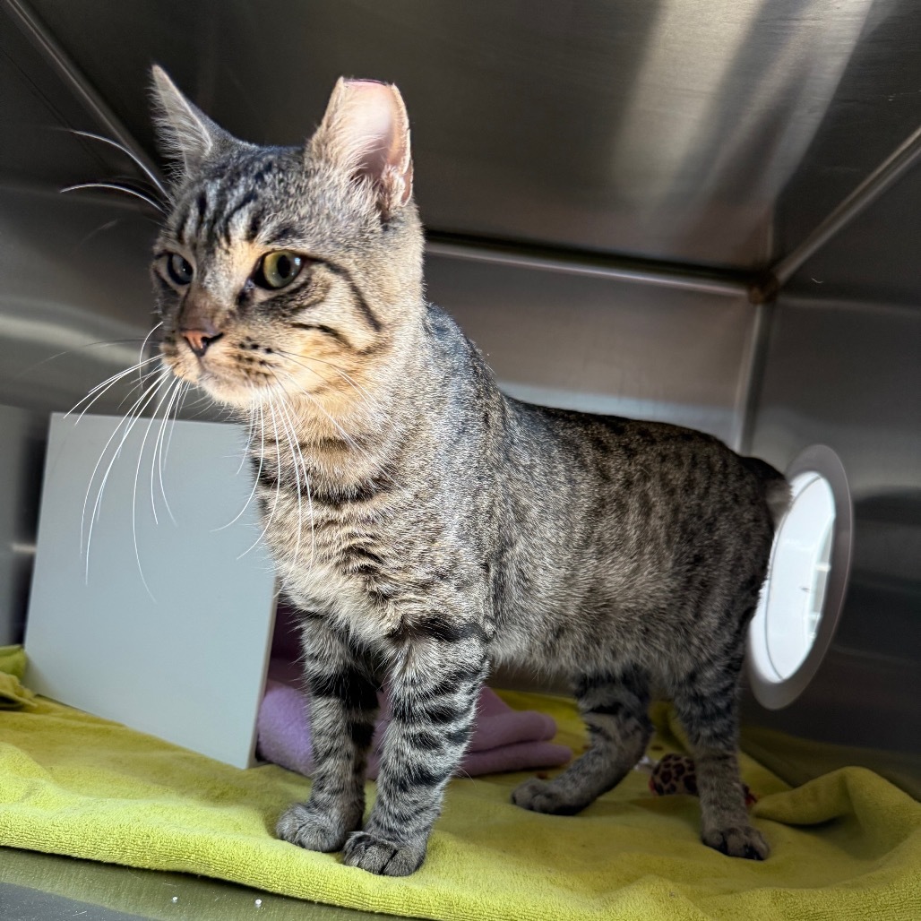 Lionel is at Petsmart GJ