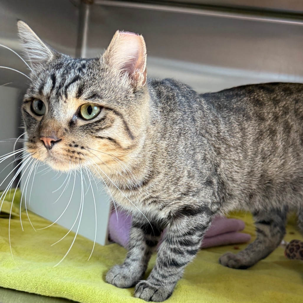 Lionel is at Petsmart GJ