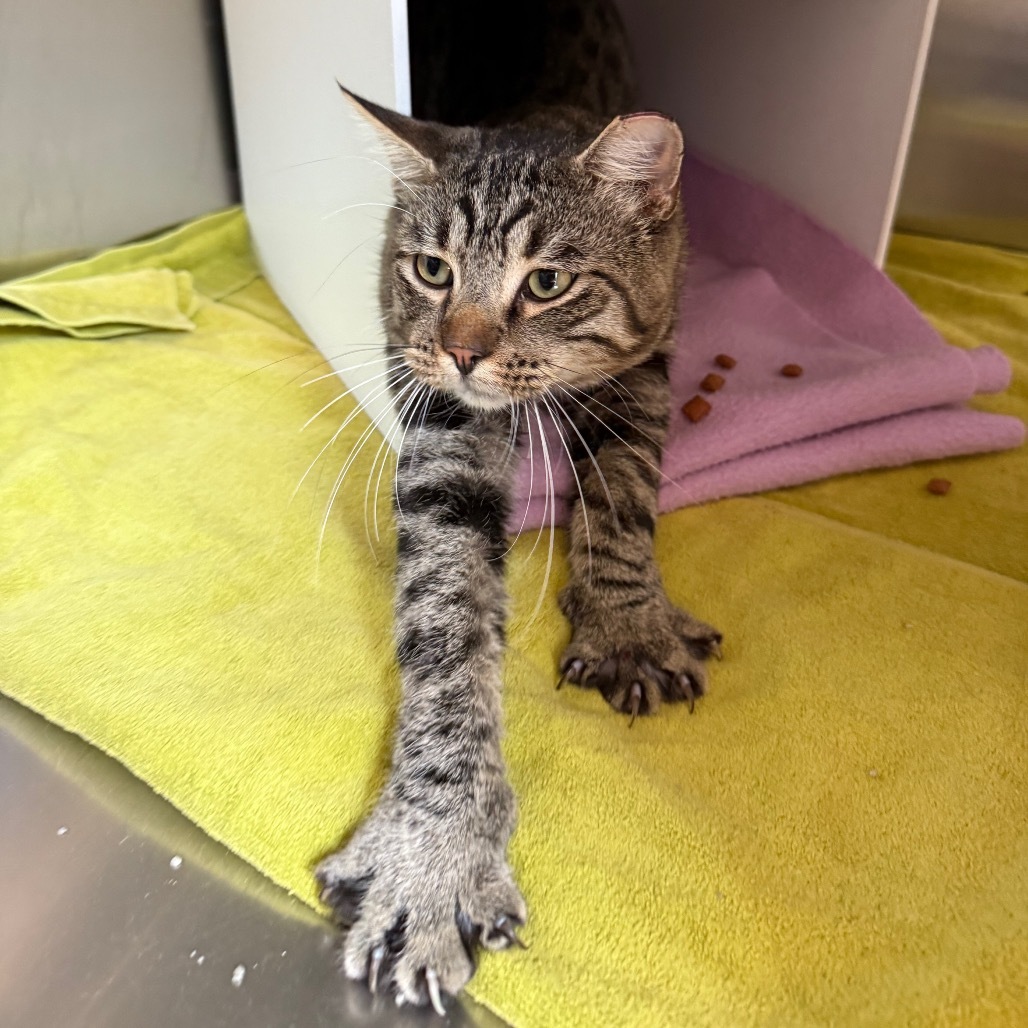 Lionel is at Petsmart GJ