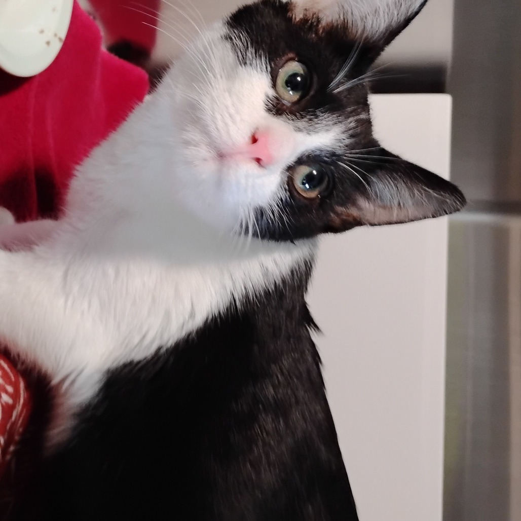 Oreo
