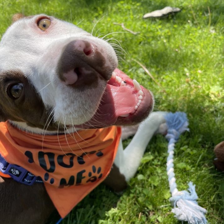 Sir Barkley of Doggerton 1