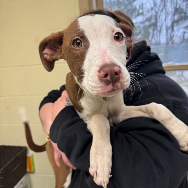 Sir Barkley of Doggerton 2