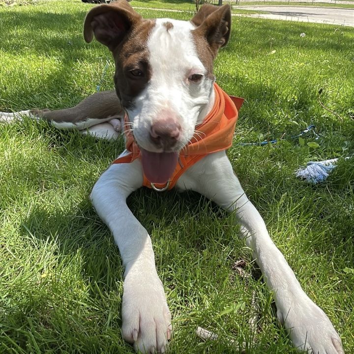 Sir Barkley of Doggerton 3