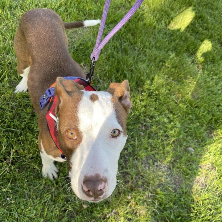 Sir Barkley of Doggerton 4