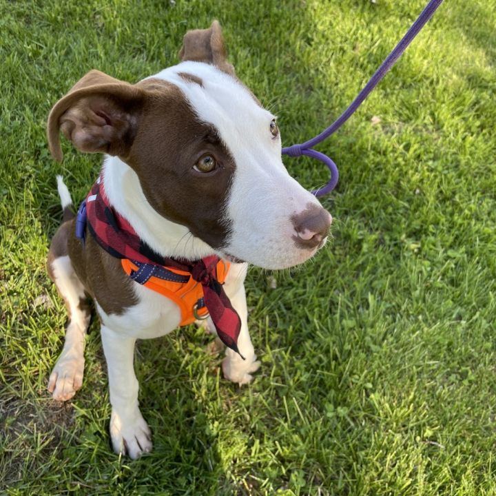 Sir Barkley of Doggerton 5