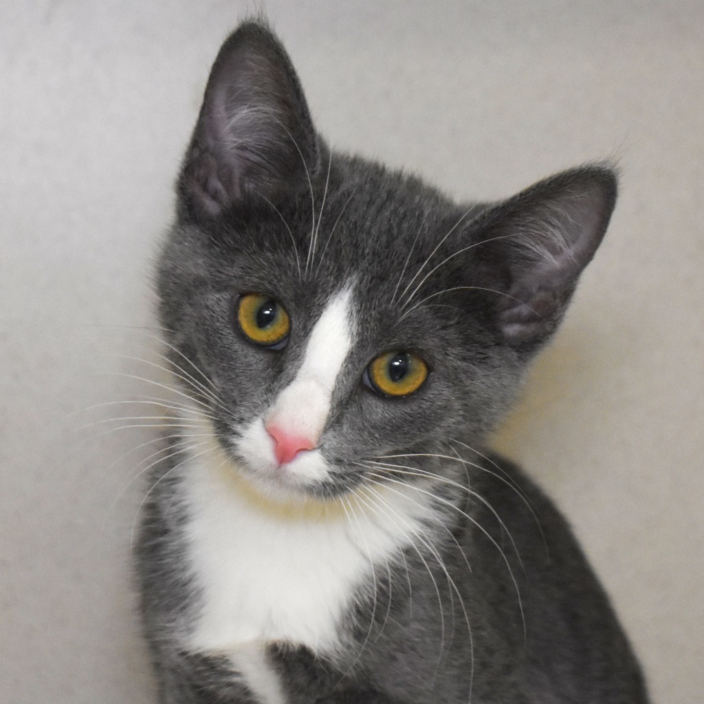 Bell Pepper (25-3V-3), an adoptable Domestic Short Hair in Rifle, CO, 81650 | Photo Image 1