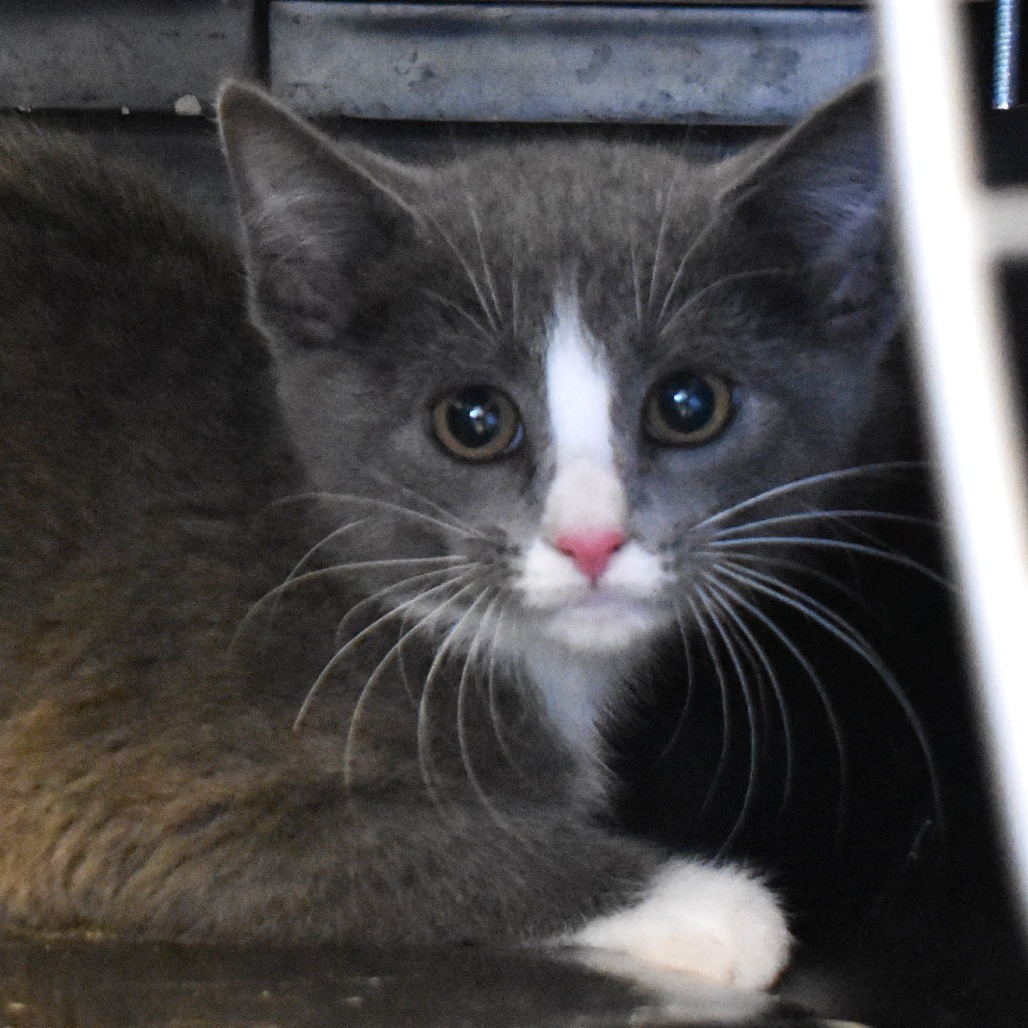 Bell Pepper (25-3V-3), an adoptable Domestic Short Hair in Rifle, CO, 81650 | Photo Image 2