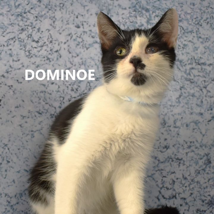 Dominoe 2