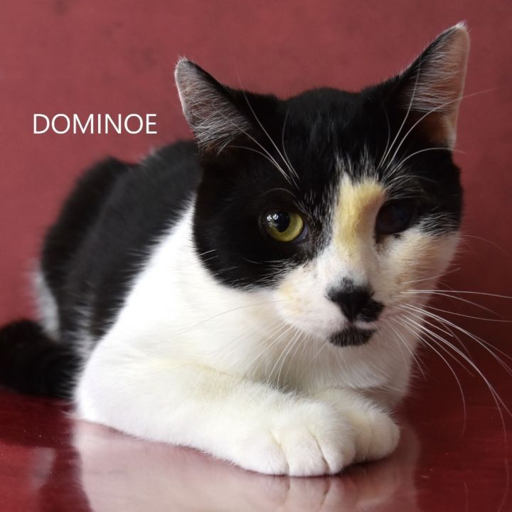 Dominoe 4