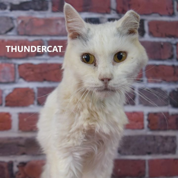 Thundercat 1