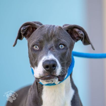Soldier, an adoptable Pit Bull Terrier, Mixed Breed in Honolulu, HI, 96826 | Photo Image 1