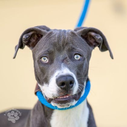 Soldier, an adoptable Pit Bull Terrier, Mixed Breed in Honolulu, HI, 96826 | Photo Image 2