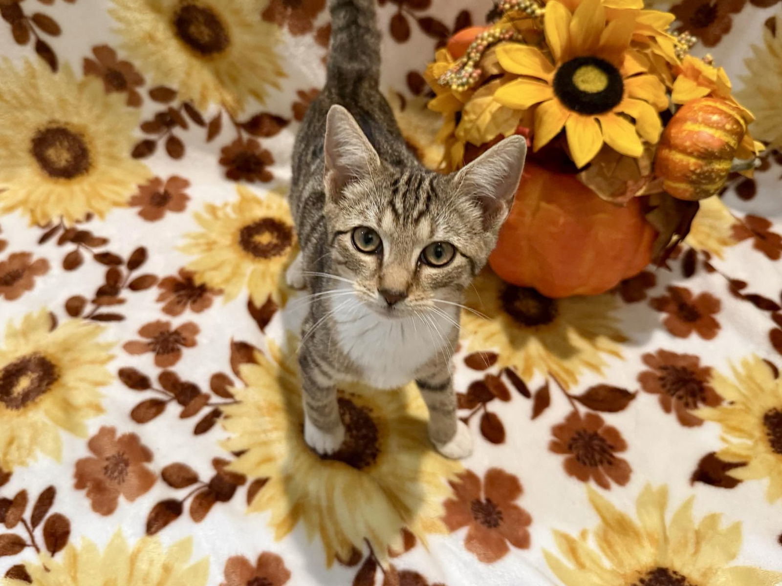 Birdelia: Not At shelter (Faith)