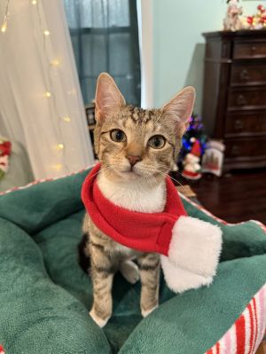 Amelia: "Birdelia" Not At shelter (Faith)