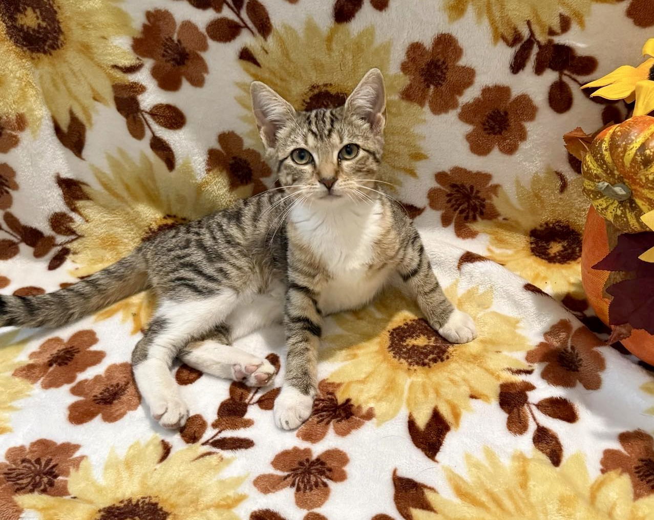 Birdelia: Not At shelter (Faith)