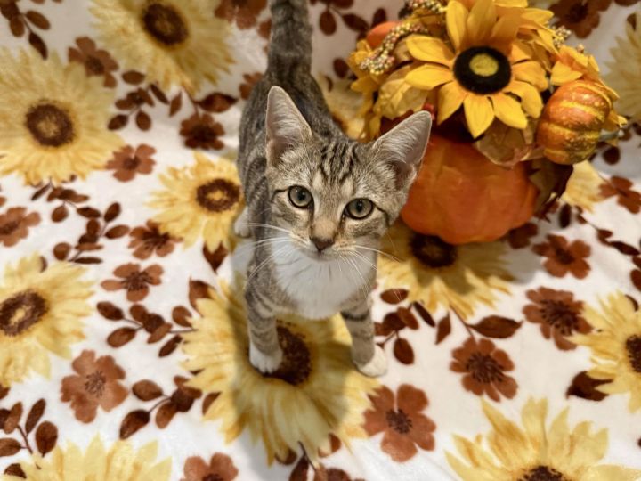 Amelia: "Birdelia" Not At shelter (Faith) 2