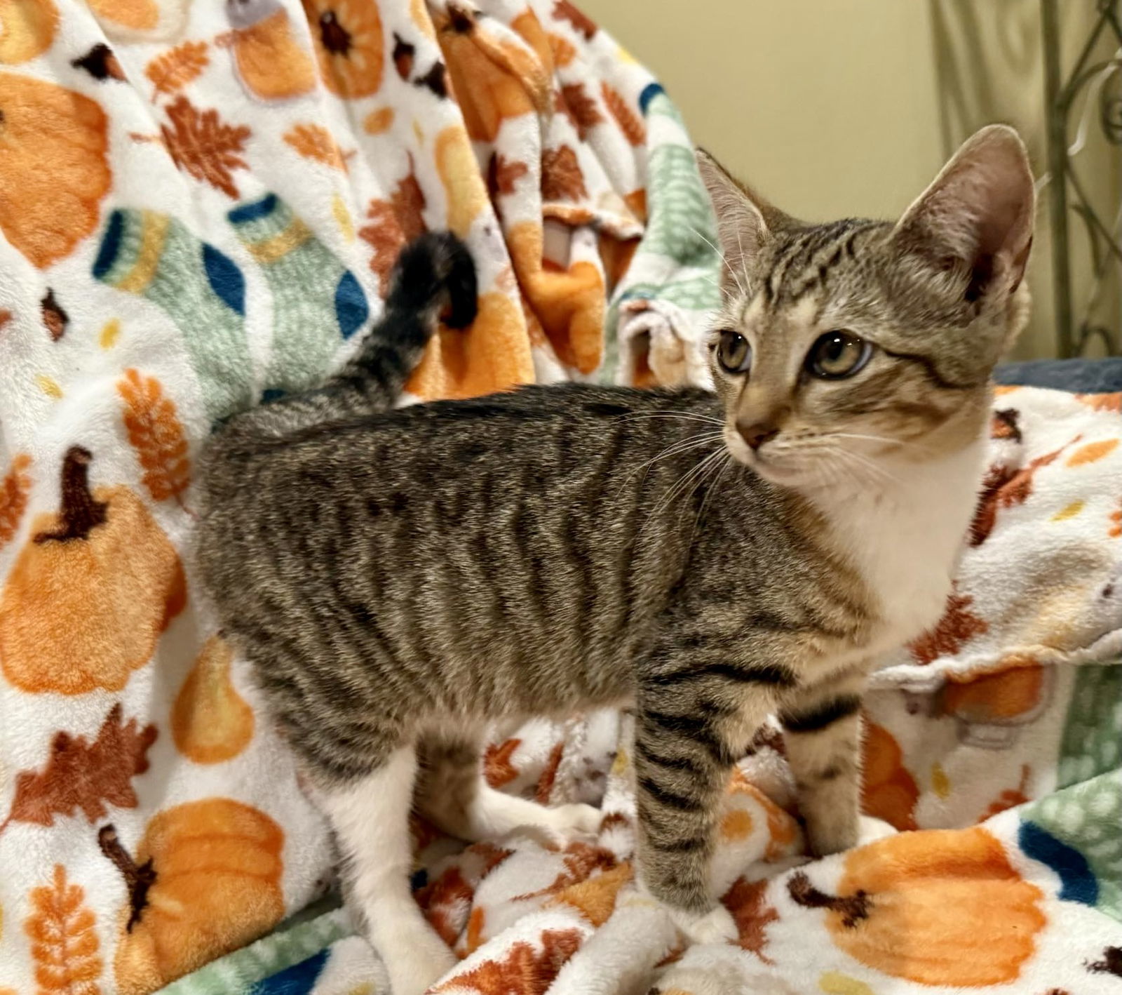 Birdelia: Not At shelter (Faith)