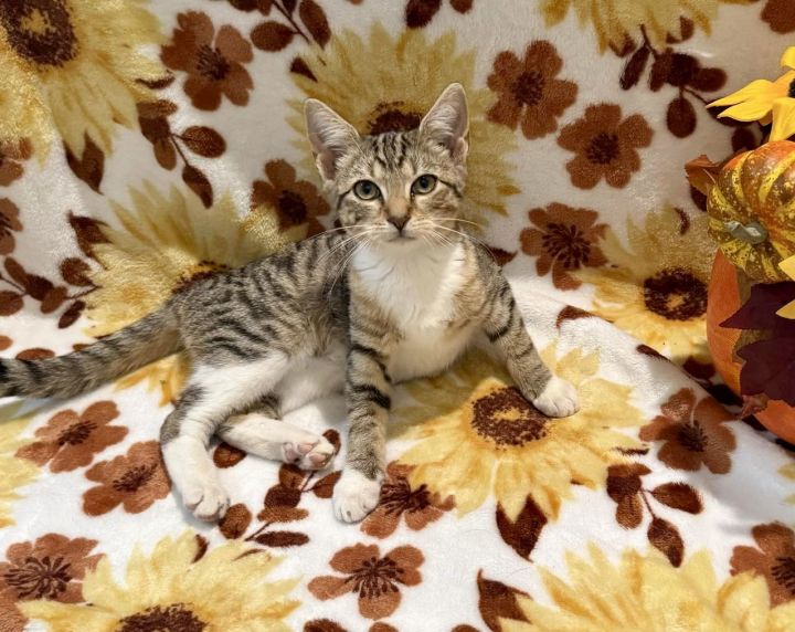 Amelia: "Birdelia" Not At shelter (Faith) 3