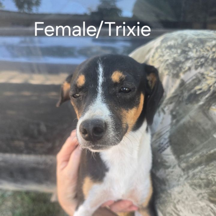 Trixie 1