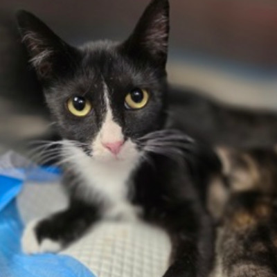 Hera, an adoptable Domestic Short Hair in Fort Collins, CO, 80526 | Photo Image 1