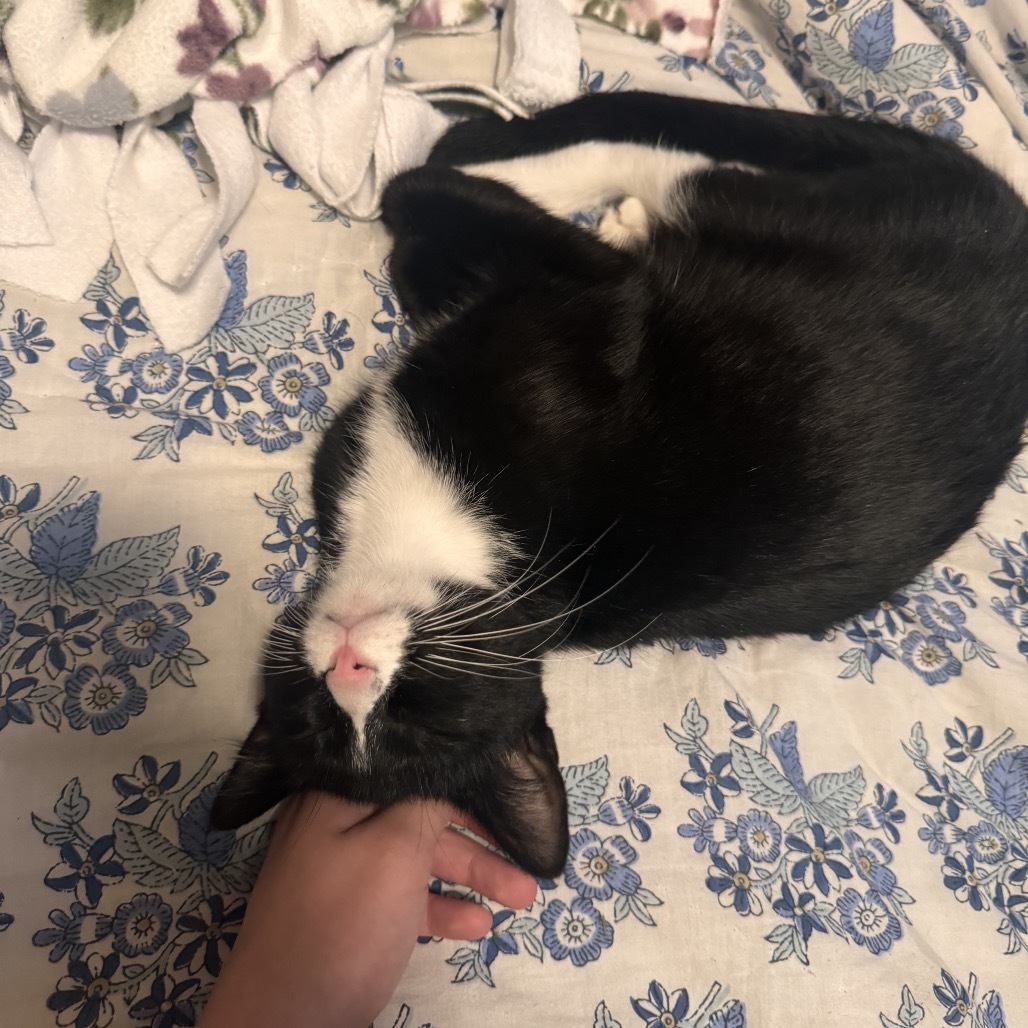 Hera, an adoptable Domestic Short Hair in Fort Collins, CO, 80526 | Photo Image 2