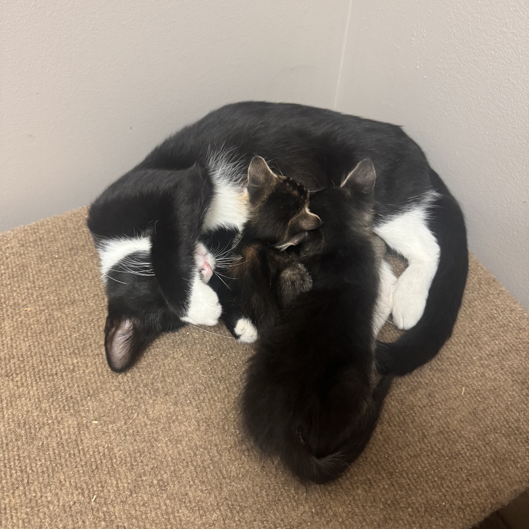 Hera, an adoptable Domestic Short Hair in Fort Collins, CO, 80526 | Photo Image 3