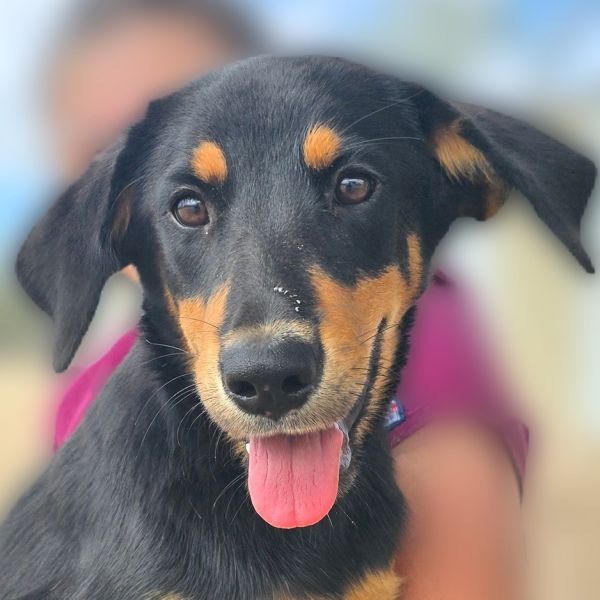 Cinnamon thumbnail 2