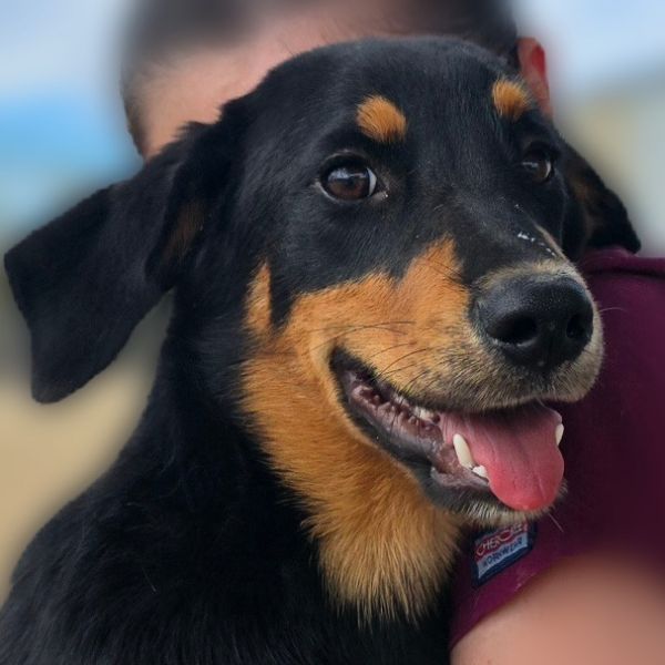 Cinnamon thumbnail 3