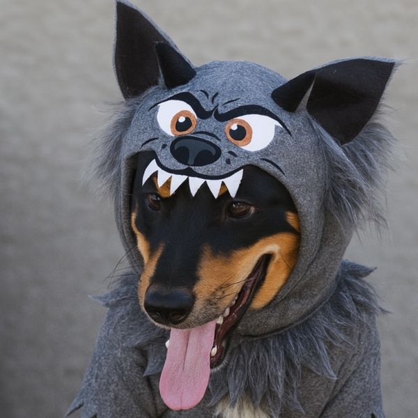 Cinnamon thumbnail 4