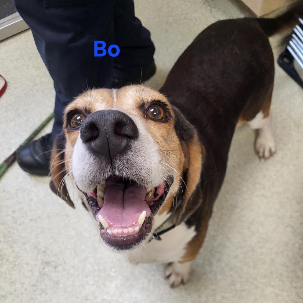 Bo