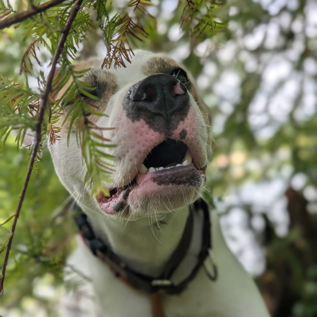 Stormie 28128