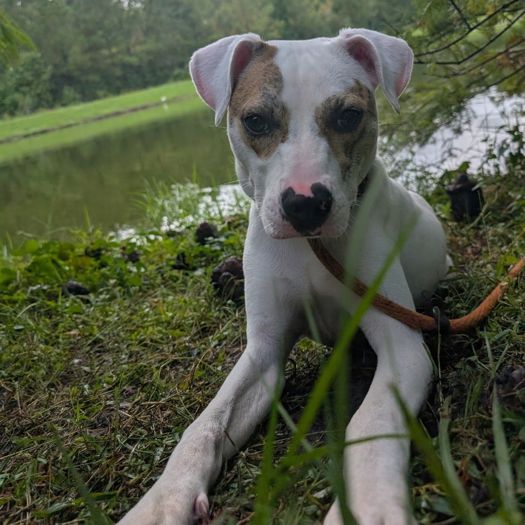 Stormie 28128