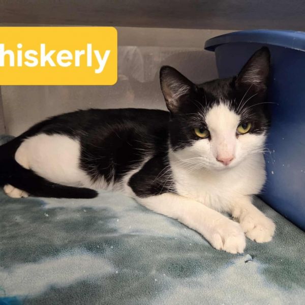 Whiskerly Meet Me At photo 1