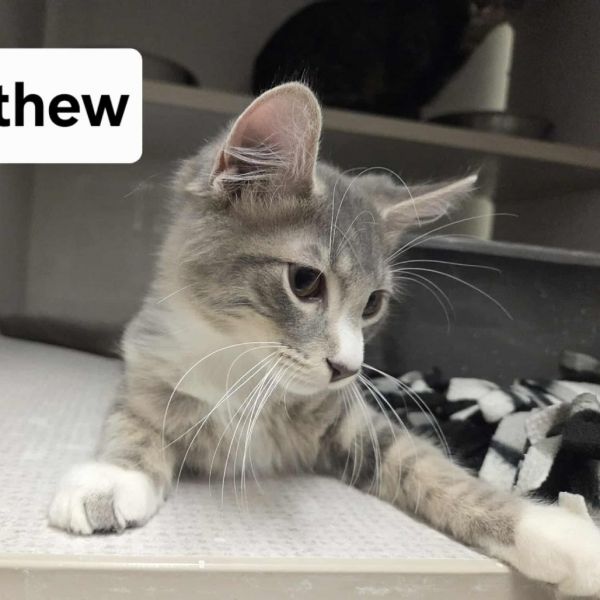 Catthew Meet Me At photo 1