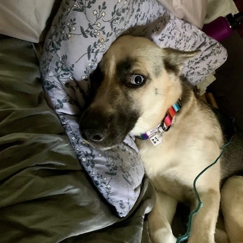 Bonnie