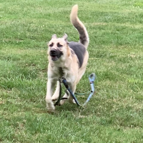 Bonnie