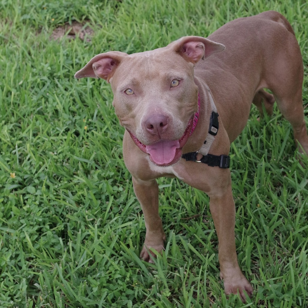 Roxie