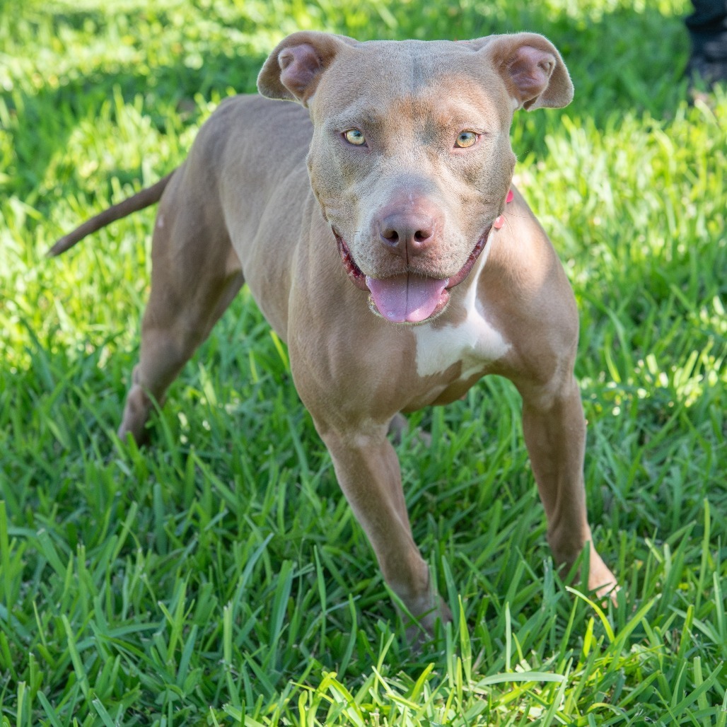 Roxie