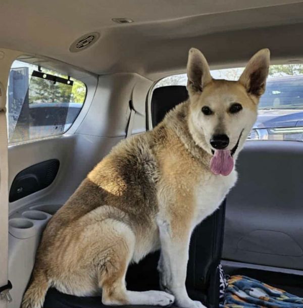 Daisy Flower photo 1