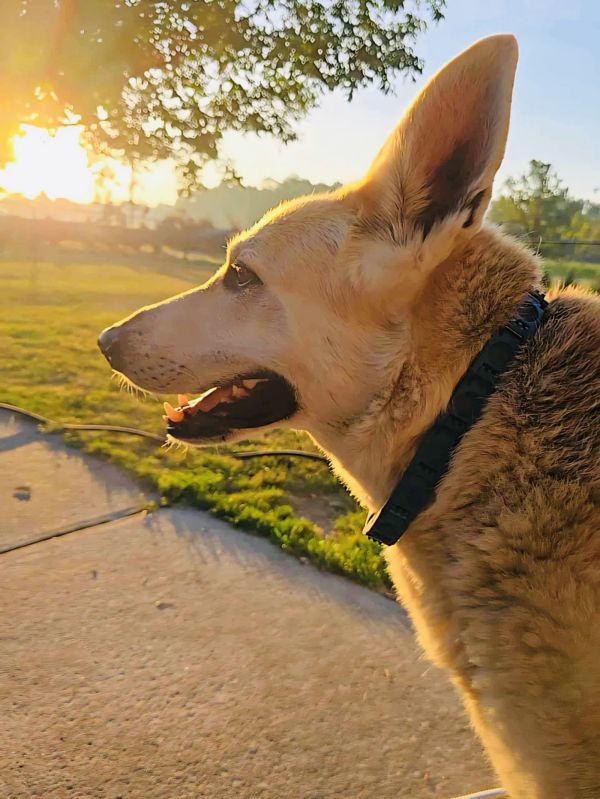 Daisy Flower thumbnail 3