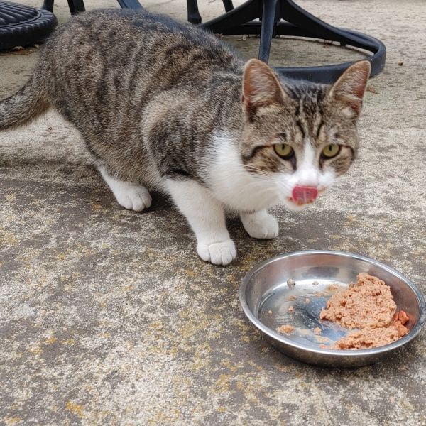 Biscuits thumbnail 2